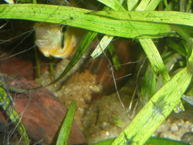 mikrogeophagus altispinosa Dscf1518