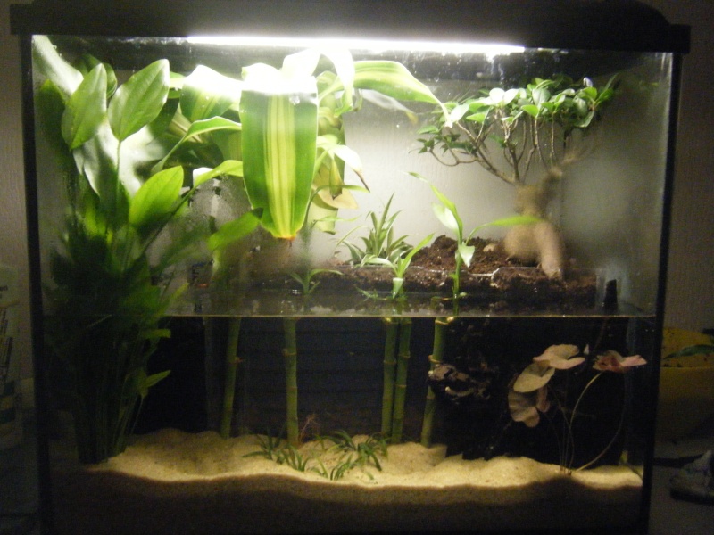 petit aquaterrarium 80L Dscf1520