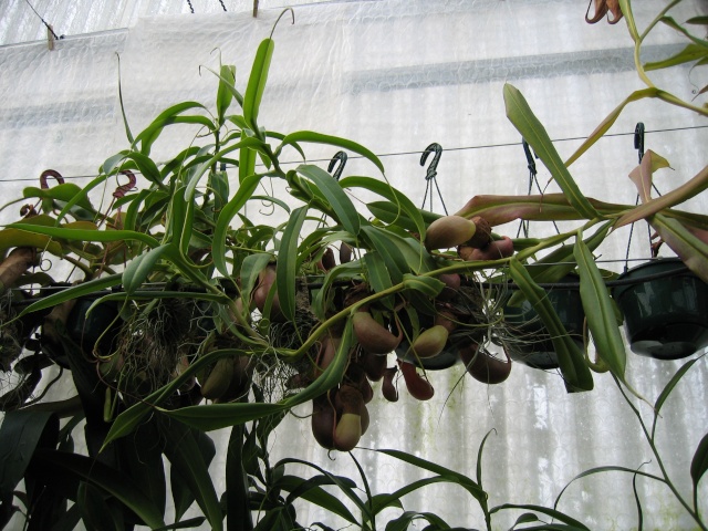 La cours des orchidées : les carnis Img_0613