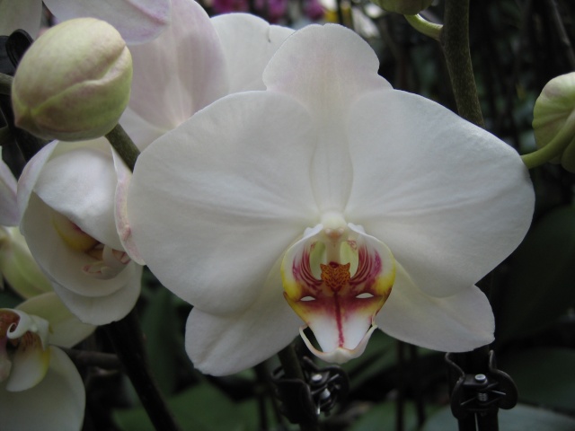 La cours des orchidées : des fleurs Img_0622
