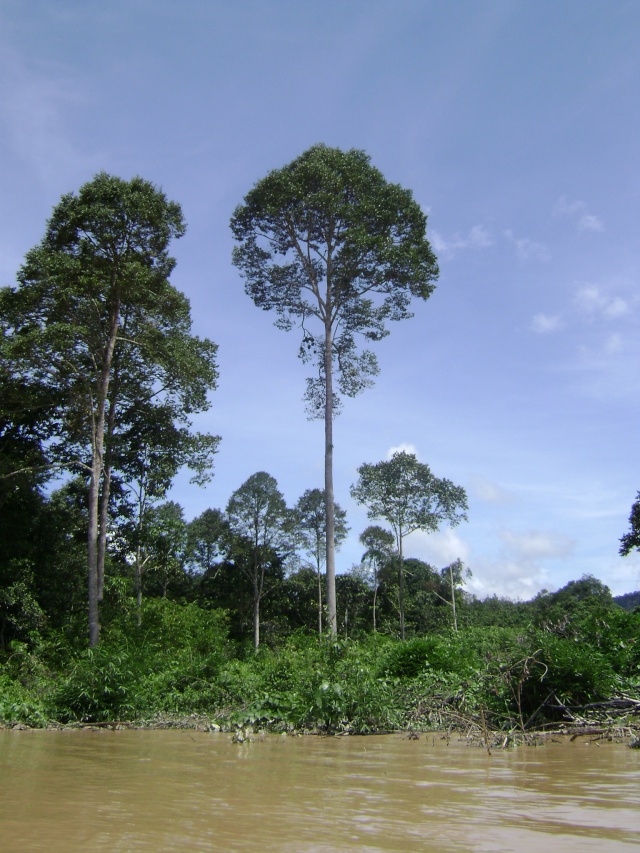 Encore quelques vues de la partie malaisienne de Bornéo Borneo13