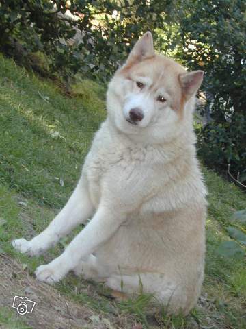 ALASKA - femelle husky LOF - 10 ans dans le 16 92674711