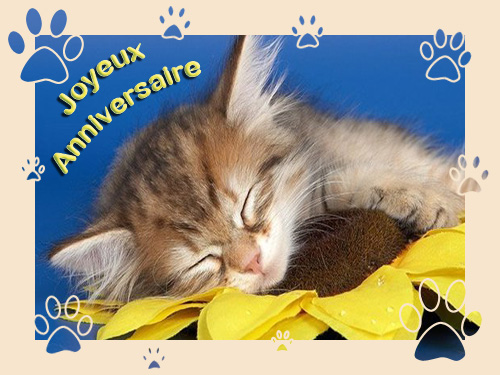 Bon anniversaire Clémentine ! Chaton12