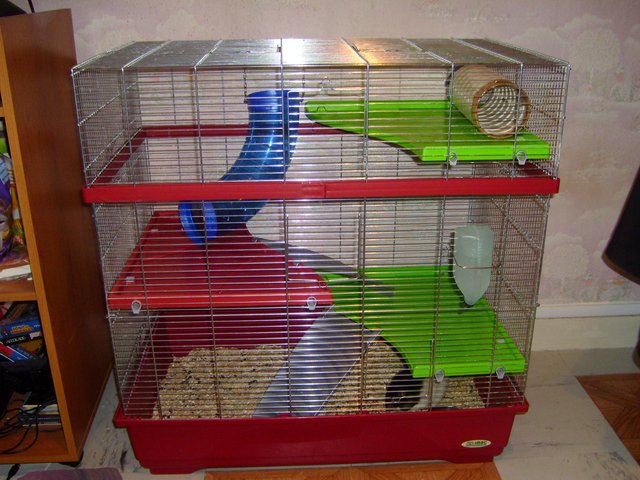 Adoption urgente de 5 rats dans le 94 Cage_r10