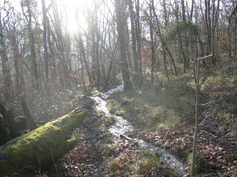 P'tite ballade en forêt... Romeo_11