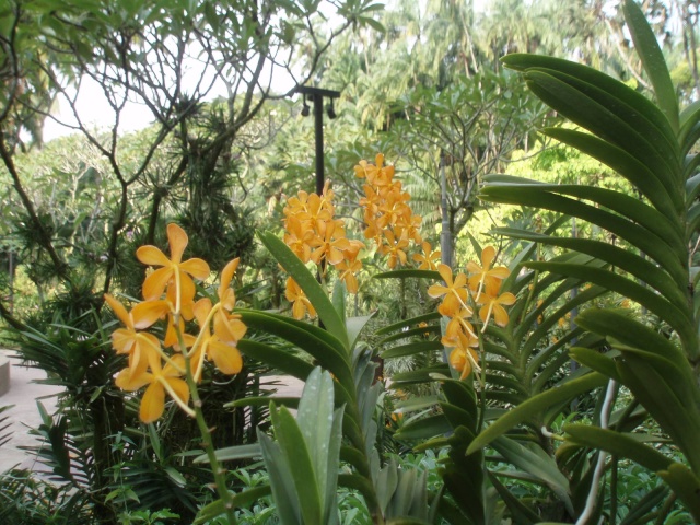 Jardin botanique de Singapour: le Sanctuaire des Orchidées Pa030513
