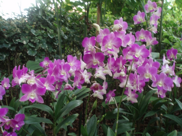 Jardin botanique de Singapour: le Sanctuaire des Orchidées Pa030515