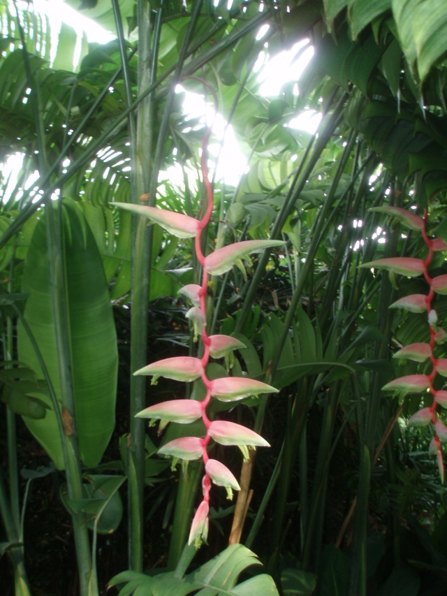 Jardin botanique de Singapour: le Sanctuaire des Orchidées Pa030516