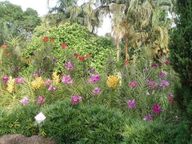 Jardin botanique de Singapour: le Sanctuaire des Orchidées Pa030517