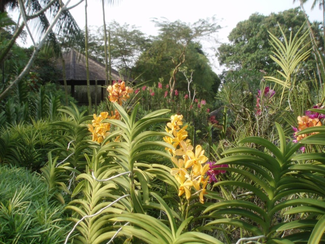 Jardin botanique de Singapour: le Sanctuaire des Orchidées Pa030518