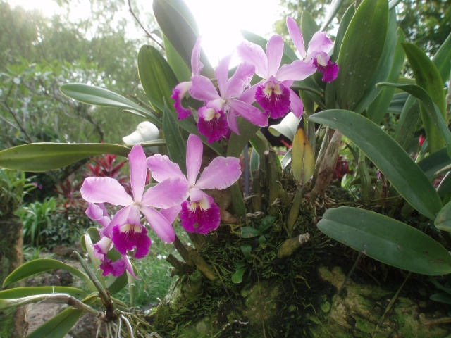 Jardin botanique de Singapour: le Sanctuaire des Orchidées Pa030520