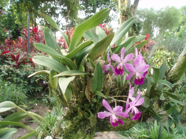 Jardin botanique de Singapour: le Sanctuaire des Orchidées Pa030521