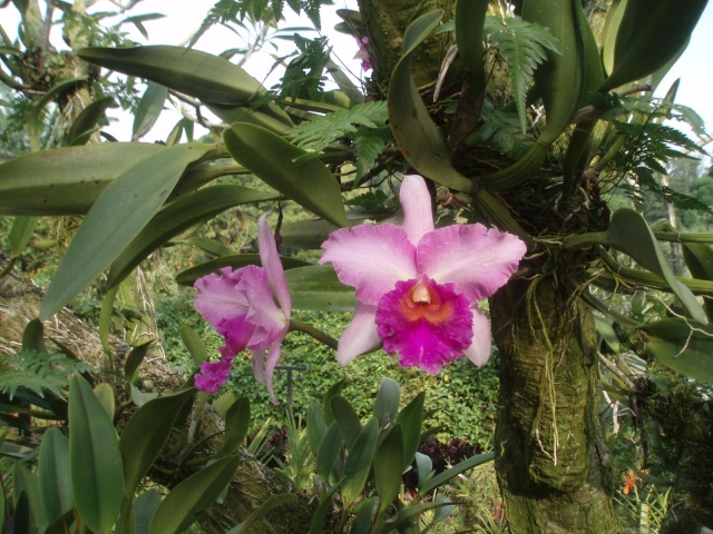 Jardin botanique de Singapour: le Sanctuaire des Orchidées Pa030522