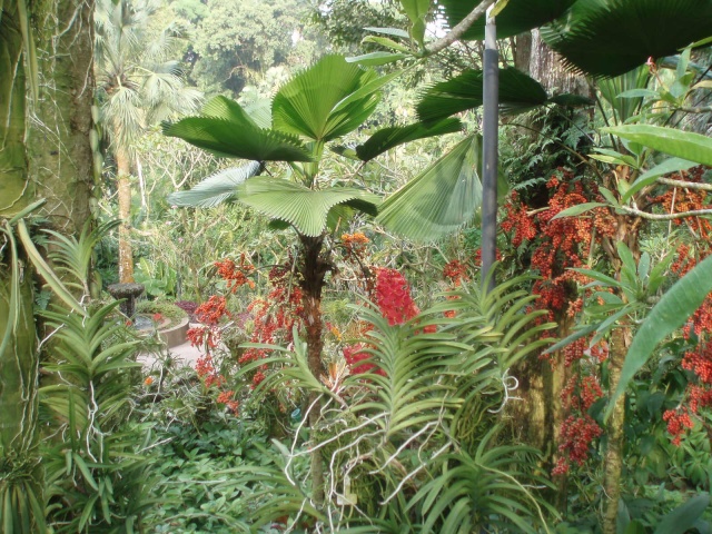 Jardin botanique de Singapour: le Sanctuaire des Orchidées Pa030525