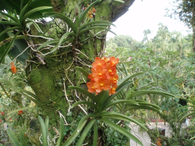 Jardin botanique de Singapour: le Sanctuaire des Orchidées Pa030526