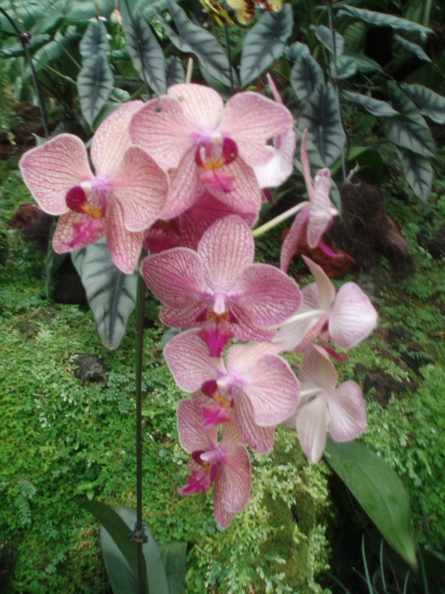 Jardin botanique de Singapour: le Sanctuaire des Orchidées Pa030530