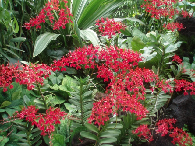 Jardin botanique de Singapour: le Sanctuaire des Orchidées Pa030534