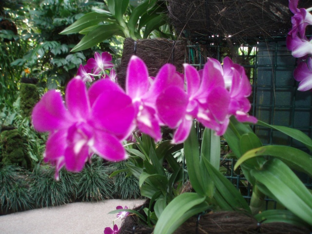 Jardin botanique de Singapour: le Sanctuaire des Orchidées Pa030535
