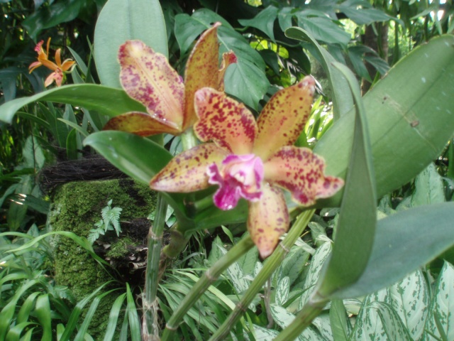 Jardin botanique de Singapour: le Sanctuaire des Orchidées Pa030536