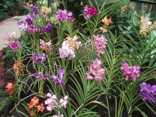 Jardin botanique de Singapour: le Sanctuaire des Orchidées Pa030538