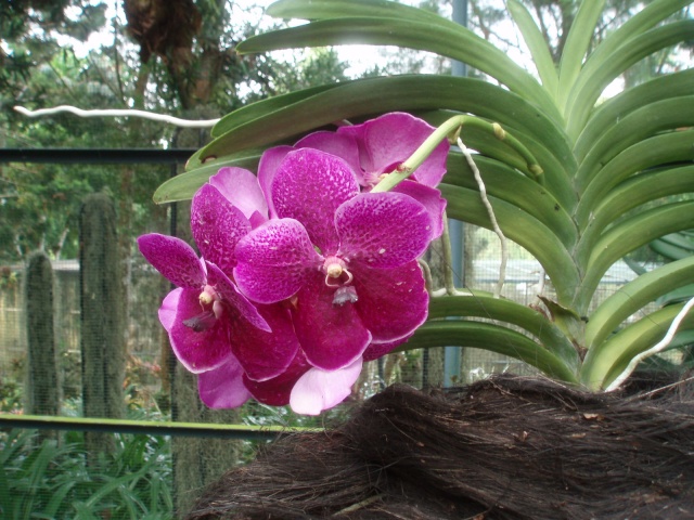 Jardin botanique de Singapour: le Sanctuaire des Orchidées Pa030539