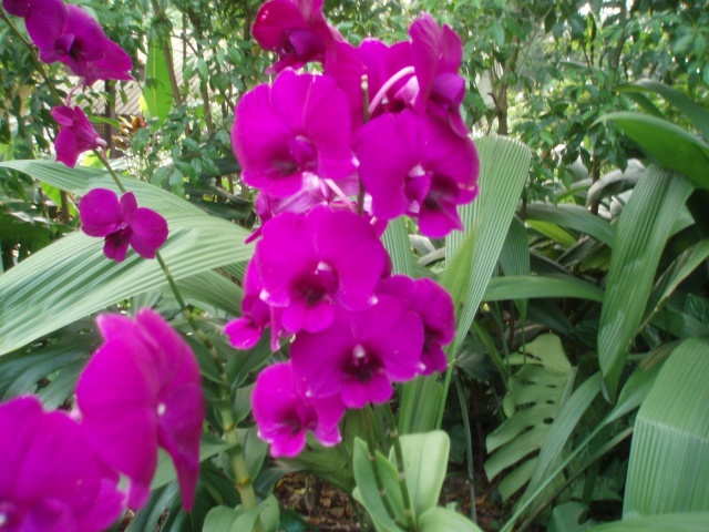 Jardin botanique de Singapour: le Sanctuaire des Orchidées Pa030543