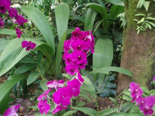 Jardin botanique de Singapour: le Sanctuaire des Orchidées Pa030544
