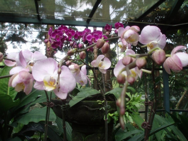 Jardin botanique de Singapour: le Sanctuaire des Orchidées Pa030545