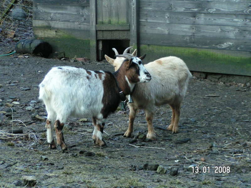 mes chèvres et ma compagnie Chevre16
