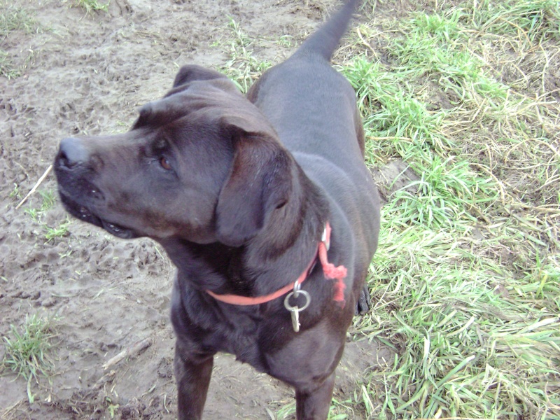 76 - ROXY, mâle labrador/braque de 1 1/2 chocolat Dsc01410