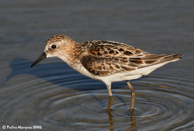 Calidris minuta II. Img_8010