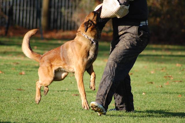 Malinois du Pays des Collines Uhdixo10