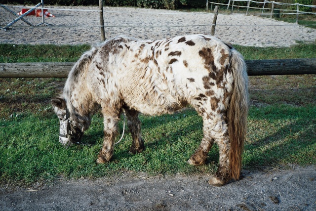 Bounty shetland à pois !!! Photo310