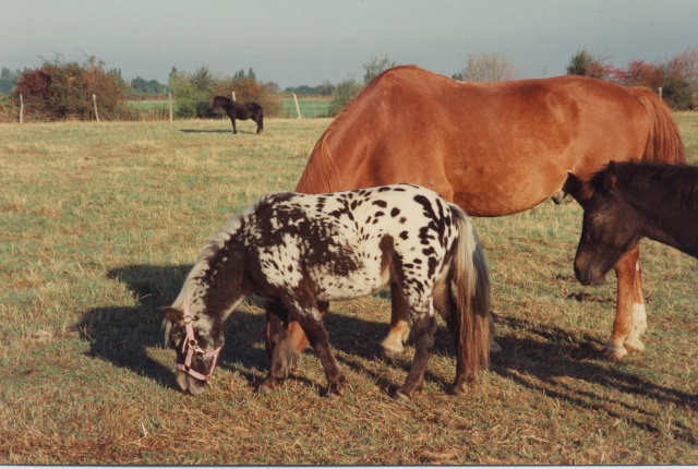 Bounty shetland à pois !!! Ty210