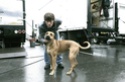 Photos de Jared Apparitions & Photoshoot Dogs1510