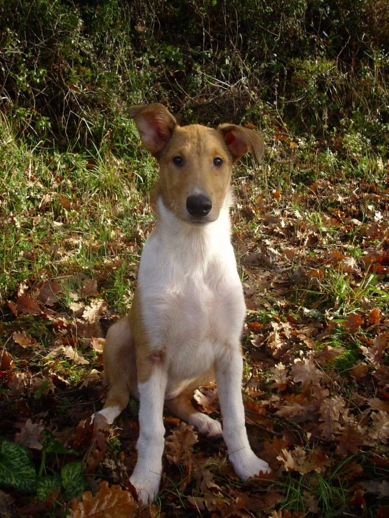 Cuccioli di Becky e Simba - Pagina 2 Terzo_16