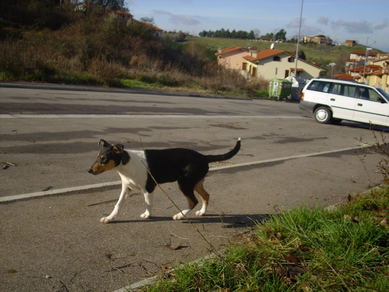 Cuccioli di Becky e Simba - Pagina 2 Terzo_18