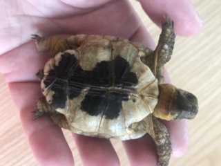 La petite tortue  96b8f410