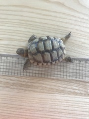 La petite tortue  D1738810