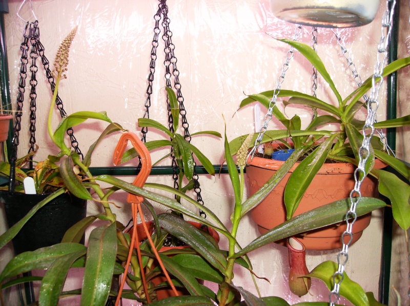 Floraison Nepenthes 'Rebecca soper' Hpim0111