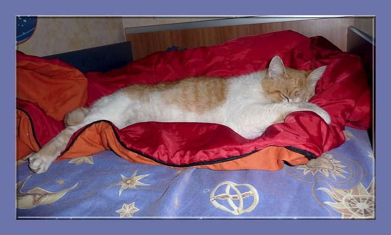 Balou, né en 2002. FIV+ déclaré depuis janvier 2011 - Page 8 2010_037