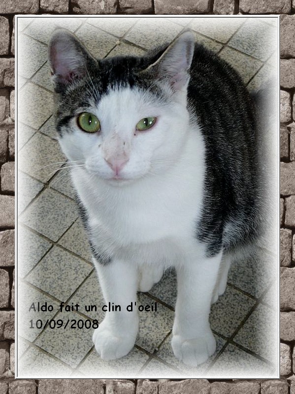 Aldo, chat tigr et blanc, 1 an, asso en Suisse  Lauserne Aldo0710