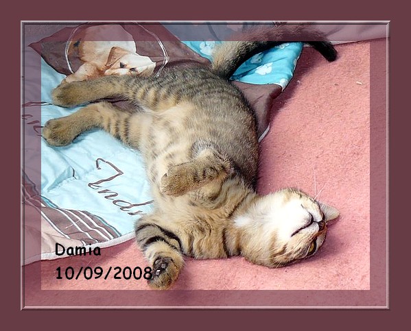 Damia, adorable chaton femelle toute tigre 86/79/37/49 Damia010