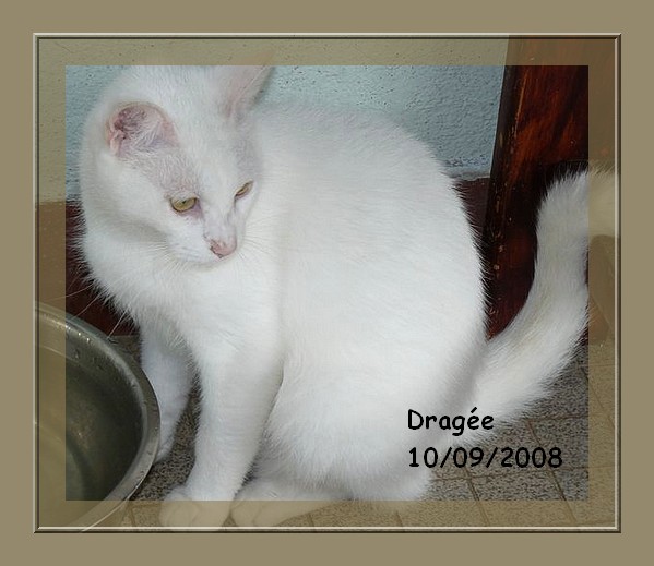 Drage, adorable chatte toute blanche aux yeux d'or Dragee10