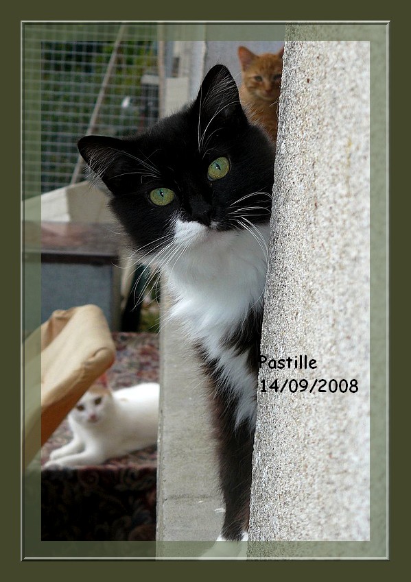 Pastille, magnifique chatte angora noire et blanc 86/79/37/49 Pastil11