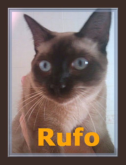 chats siamois/Birmans etc... trouvés sur le net - Page 9 Rufo_m10