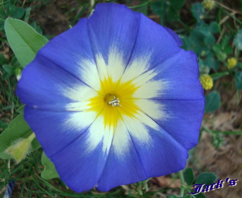 Hibiscus d ' Egypte ( et autres fleurs ) La_bel10
