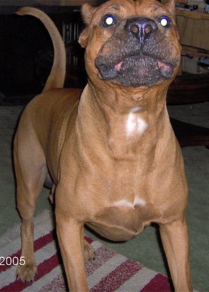 ours vide poche barbotine  Bandog10