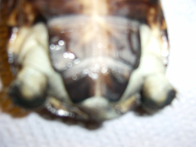 Echographie d'oeuf de tortue (Pelomedusa subrufa) 00000051