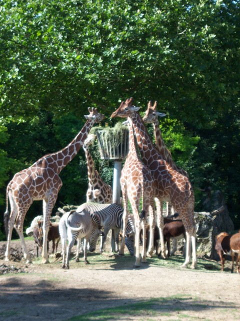 Une sortie au zoo de Beauval ....  04110